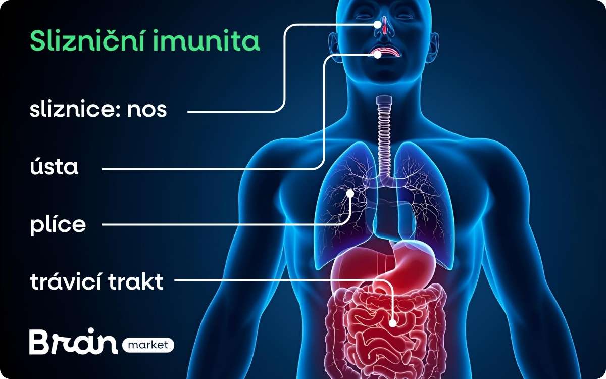 sliznicni imunita prvni
